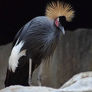 Black-crowned Crane