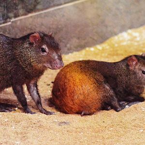 Red-rumped Agouti