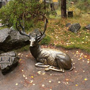 Mule Deer Bronze