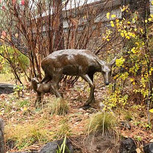 Mule Deer Bronze