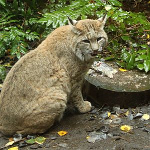 Bobcat