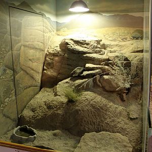 Gila Monster Exhibit