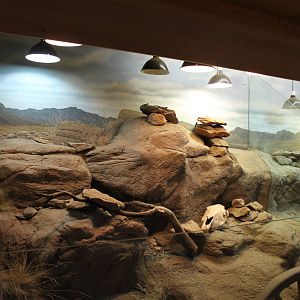 Western Fence Lizard Exhibit