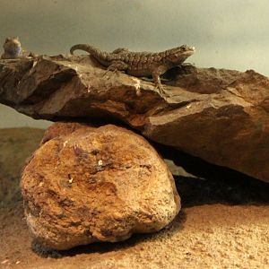 Western Fence Lizard