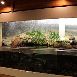 Turtle Exhibit