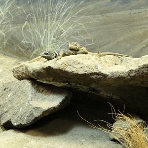 Great Basin Collared Lizard