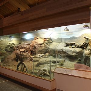 Desert Tortoise Exhibit