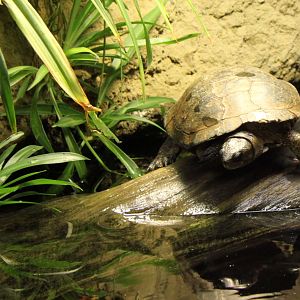 Western Pond Turtle