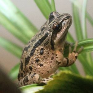 Pacific Tree Frog