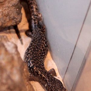 Northern Alligator Lizard