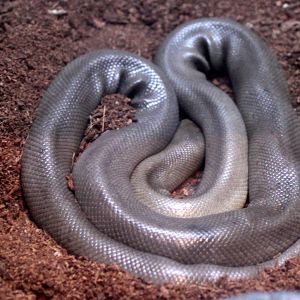 Rubber Boa