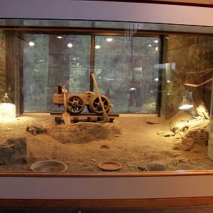 Desert Tortoise Exhibit