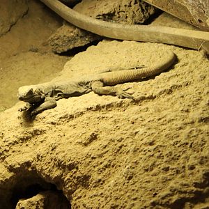 Chuckwalla