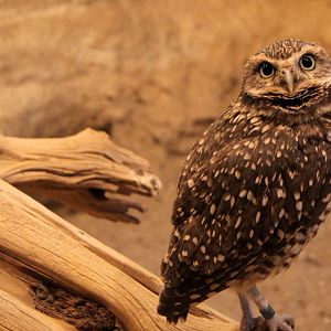Burrowing Owl