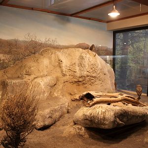 Burrowing Owl Exhibit