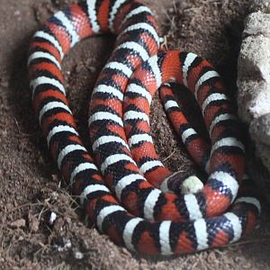 Arizona Mountain Kingsnake