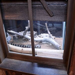 California King Snake