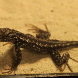 Sagebrush Lizard