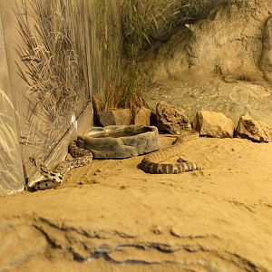 Great Basin Rattlesnake and Gopher Snake