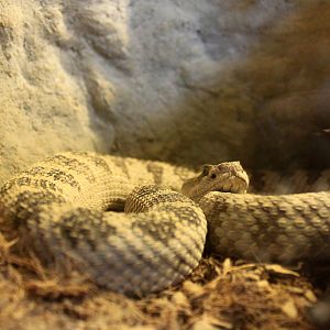Great Basin Rattlesnake