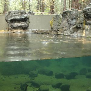 River Otter Exhibit