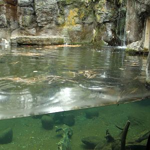 River Otter Exhibit