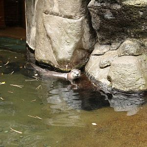 River Otter Exhibit