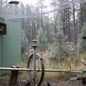 Raptor Center - Barn Owl