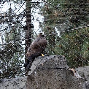 Raptor Center - Golden Eagle