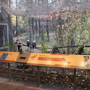 Raptor Center - Bald Eagle