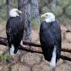 Raptor Center - Bald Eagle