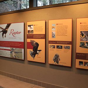 Raptor Center