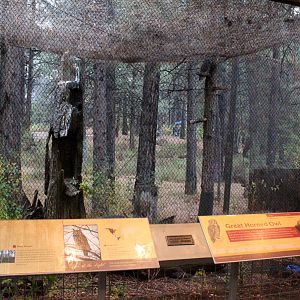Raptor Center - Great Horned Owl