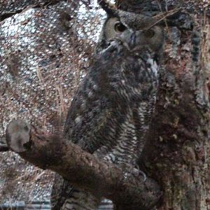 Raptor Center - Great Horned Owl