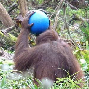 Orangutan enrichment, October 2014 #1