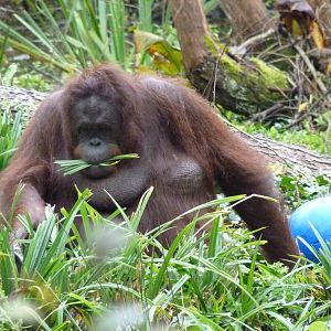 Orangutan enrichment, October 2014 #2