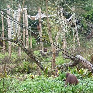 Orangutan enrichment, October 2014