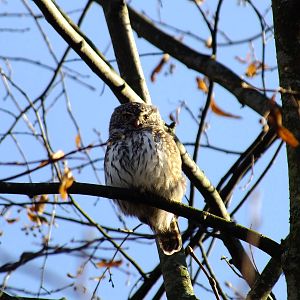 European Pygmy Owl?