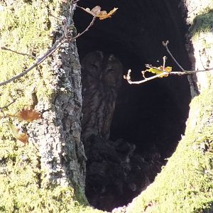 Tawny Owl