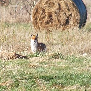 Red Fox with winter coat