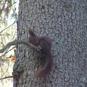 Eurasian red squirrel