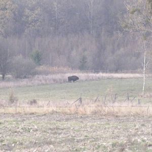 Wild European Bison