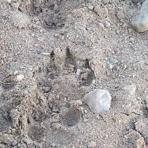 Wolf Print, Bialoweiza Forest