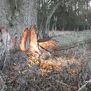 Beaver signs, Bialoweiza Forest