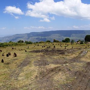 Geladas at Debre Libanos Gorge, Ethiopia, 18/10/14