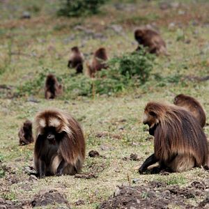 Geladas at Debre Libanos Gorge, Ethiopia, 18/10/14