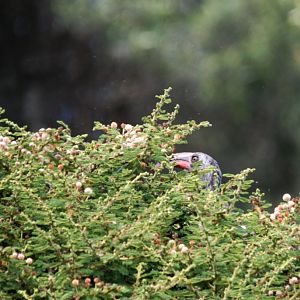Hemprich's Hornbill at Debre Libanos Gorge, Ethiopia, 18/10/14