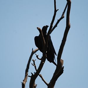 Fan-tailed Raven at Debre Libanos Gorge, Ethiopia, 18/10/14