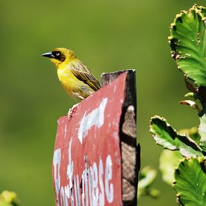 Baglafecht Weaver at Debre Libanos Gorge, Ethiopia, 18/10/14