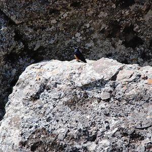 Mocking Cliff Chat at Debre Libanos Gorge, Ethiopia, 18/10/14
